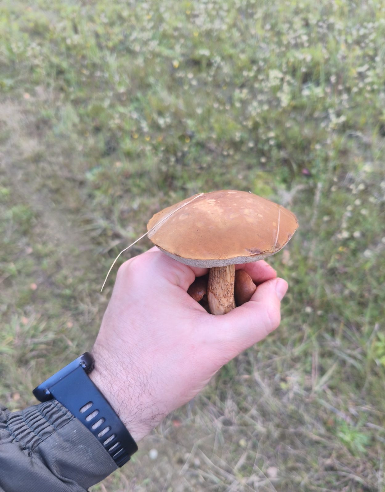 Подберёзовик в руке